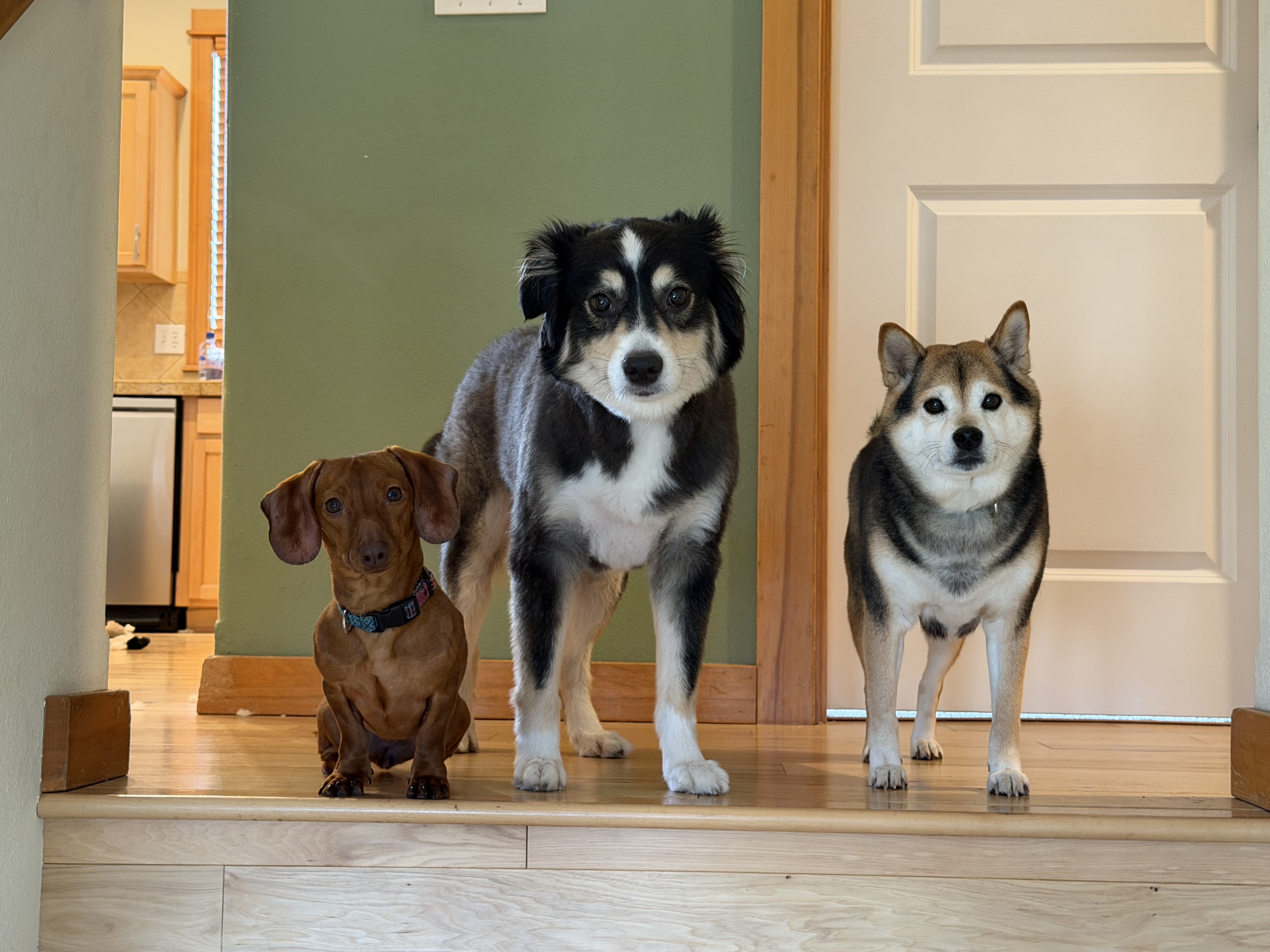 3 dogs at top of staircase